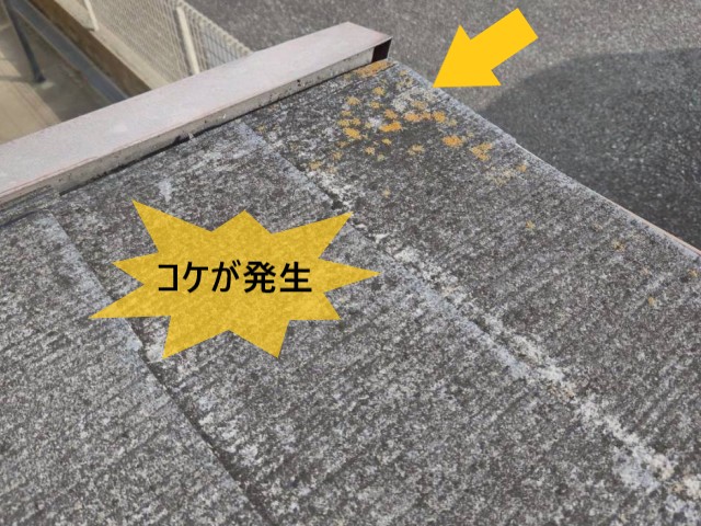 コロニアル　コケが発生